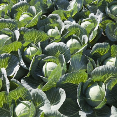 ОРИЕМА F1 капуста белокочанная Райк Цваан, GD, 1000 шт