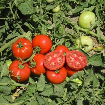 ТЕРРА КОТА F1 томат Сингента