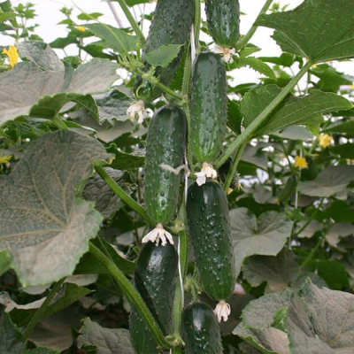 БАРВИНА F1 огурец Нюнемс (1000 шт)