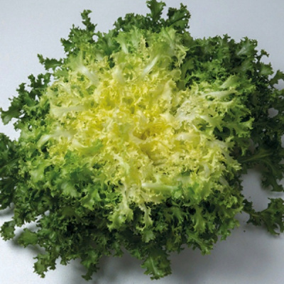 МИРНА F1 эндивий Энза Заден