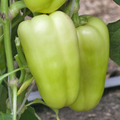 ДОЛЛИ F1 перец Гриномика