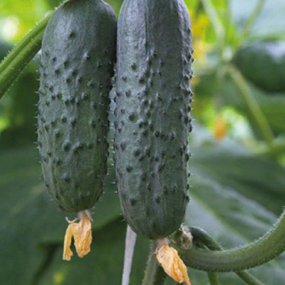 АЗАРТ F1 огурец Гриномика