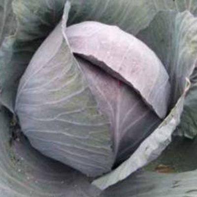 РОМАНОВ F1 капуста краснокочанная Хазера