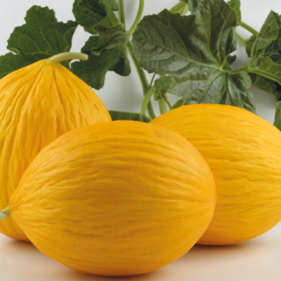 ИГНАЗИО F1 дыня Энза Заден