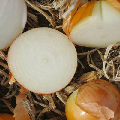 КАМПЕРО F1 лук Нюнемс (100 000 шт)