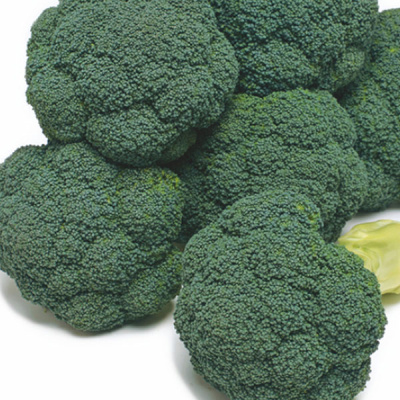 АТЛАНТИС F1 брокколи Энза Заден