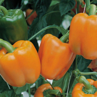 МАГНО F1 перец Энза Заден