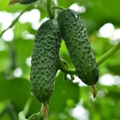 ГЕРМАН F1 огурец Семинис, 100 тыс шт