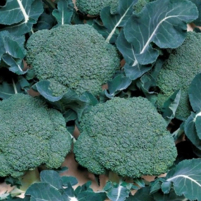 МАРАТОН F1 брокколи Саката