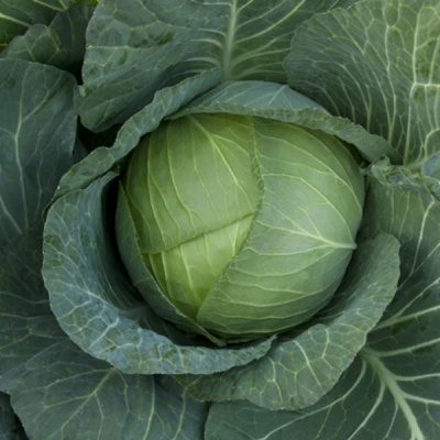 ОУТЕМ КВИН F1 капуста белокочанная Энза Заден