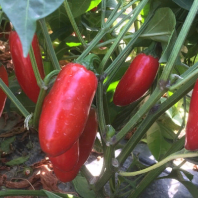 ФОРАХИДО F1 перец Энза Заден