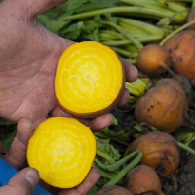 БОЛДОР F1 свекла Бейо (3.0-3.5)