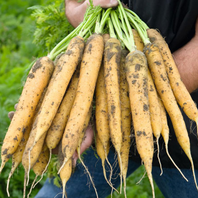 МЕЛЛО ЙЕЛЛО F1 морковь Бейо (1.8-2.0)