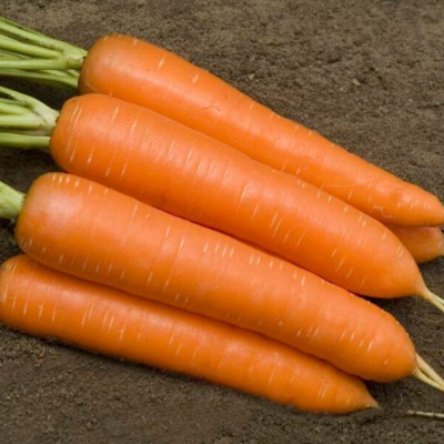 СИРКАНА F1 морковь Нюнемс фр.1.8-2.0 мм (25 000 шт)