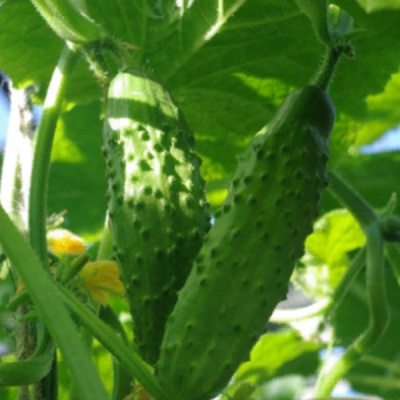 КАЗАНОВА F1 огурец Гавриш