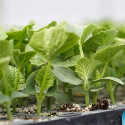 СФИНКС F1 подвой Райк Цваан, NS, 500 шт