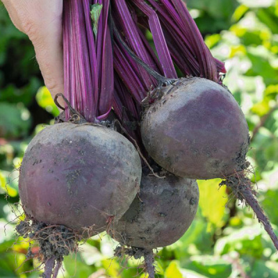 БОХАН F1 свекла Бейо (3.0-3.5)