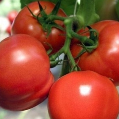 ГАЛИНА F1 томат Хазера