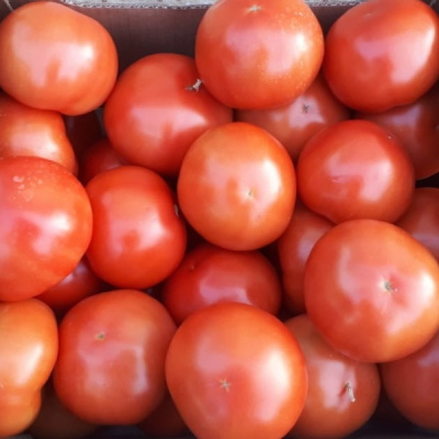 РЕСТЛЕР F1 томат Семинис