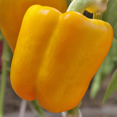 ФАНТАСТИКА F1 перец Гриномика