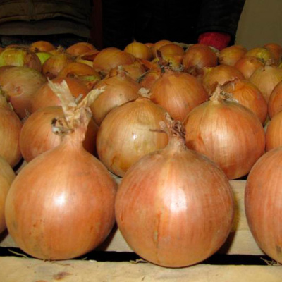 УНИВЕРСО F1 лук Нюнемс (1 000 000 шт)