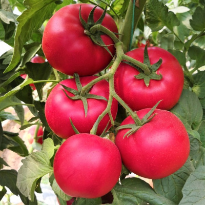 МУЛЬТИСТАР F1 томат Гриномика