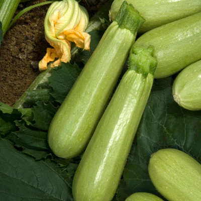 АЙМАРАН F1 кабачок Нюнемс