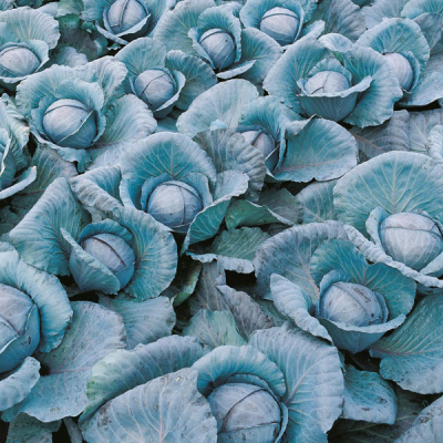 ПРИМЕРО F1 капуста краснокочанная Бейо