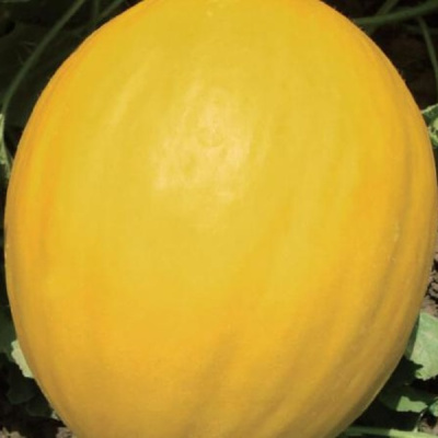 БАБОР F1 дыня Вильморин