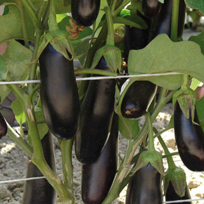 ДЕСТАН F1 баклажан Энза Заден, 5 гр