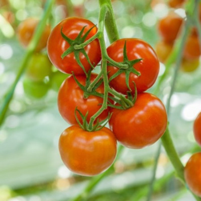 КАЛЛАНЗО F1 томат Райк Цваан