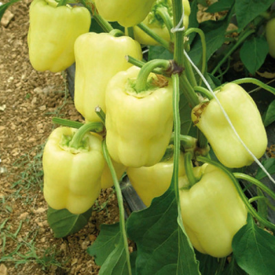 ВЕДРАНА F1 перец Энза Заден