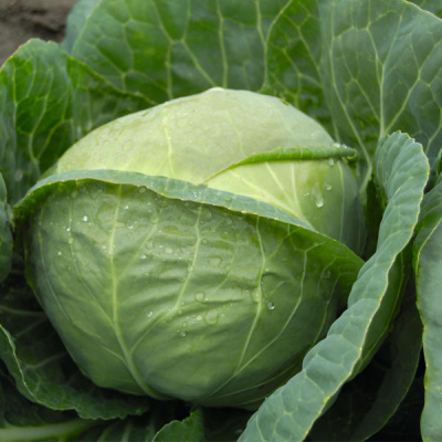 КАТАРИНА F1 капуста белокочанная Бейо