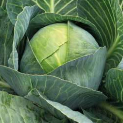 СТИНГ F1 капуста белокочанная Хазера