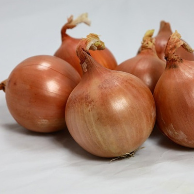 ОКТАНТ F1 лук Гавриш