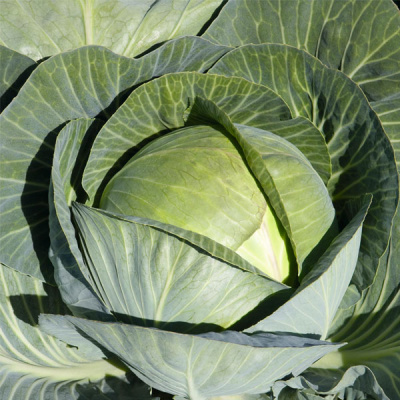 ЦИРКОН F1 капуста белокочанная Бейо