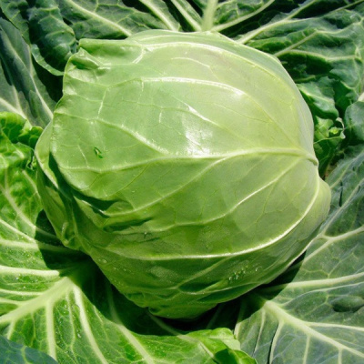 РАПИДИОН F1 капуста белокочанная Семинис