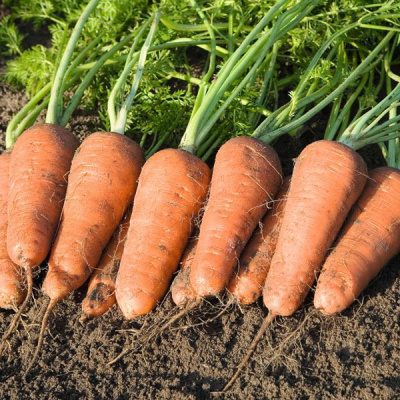 КУПАР F1 морковь Бейо (2.4-2.6)