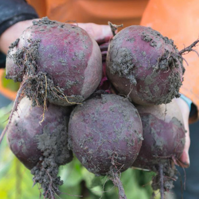 СУБЕТО F1 свекла Бейо (3.0-3.5)