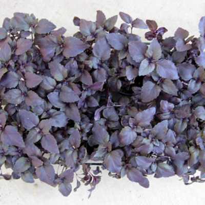 РОЗИ F1 базилик Энза Заден