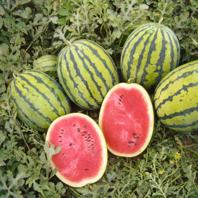 БЕДУИН F1 арбуз Бейо