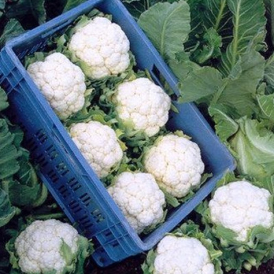 ФРИДОМ F1 капуста цветная Семинис