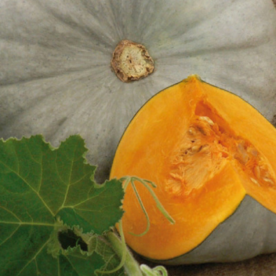 САМПСОН F1 тыква Энза Заден