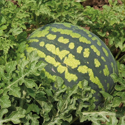 КОРРИДА F1 арбуз Гриномика