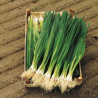 ПАРАДЕ F1 лук на зелень Бейо (10 000)