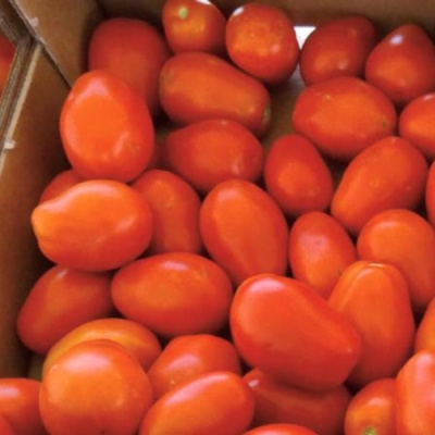 СХД 255 F1 томат Вильморин