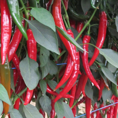 ХАЙФИ F1 перец Энза Заден, 250 шт