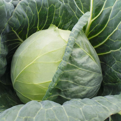 ФАРАО F1 капуста белокочанная Бейо