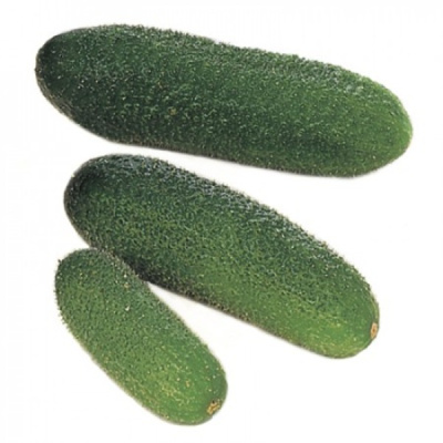 ГАРМОНИЯ F1 огурец Райк Цваан, PR, 250 шт