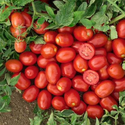 КЕНДРАС F1 томат Нюнемс